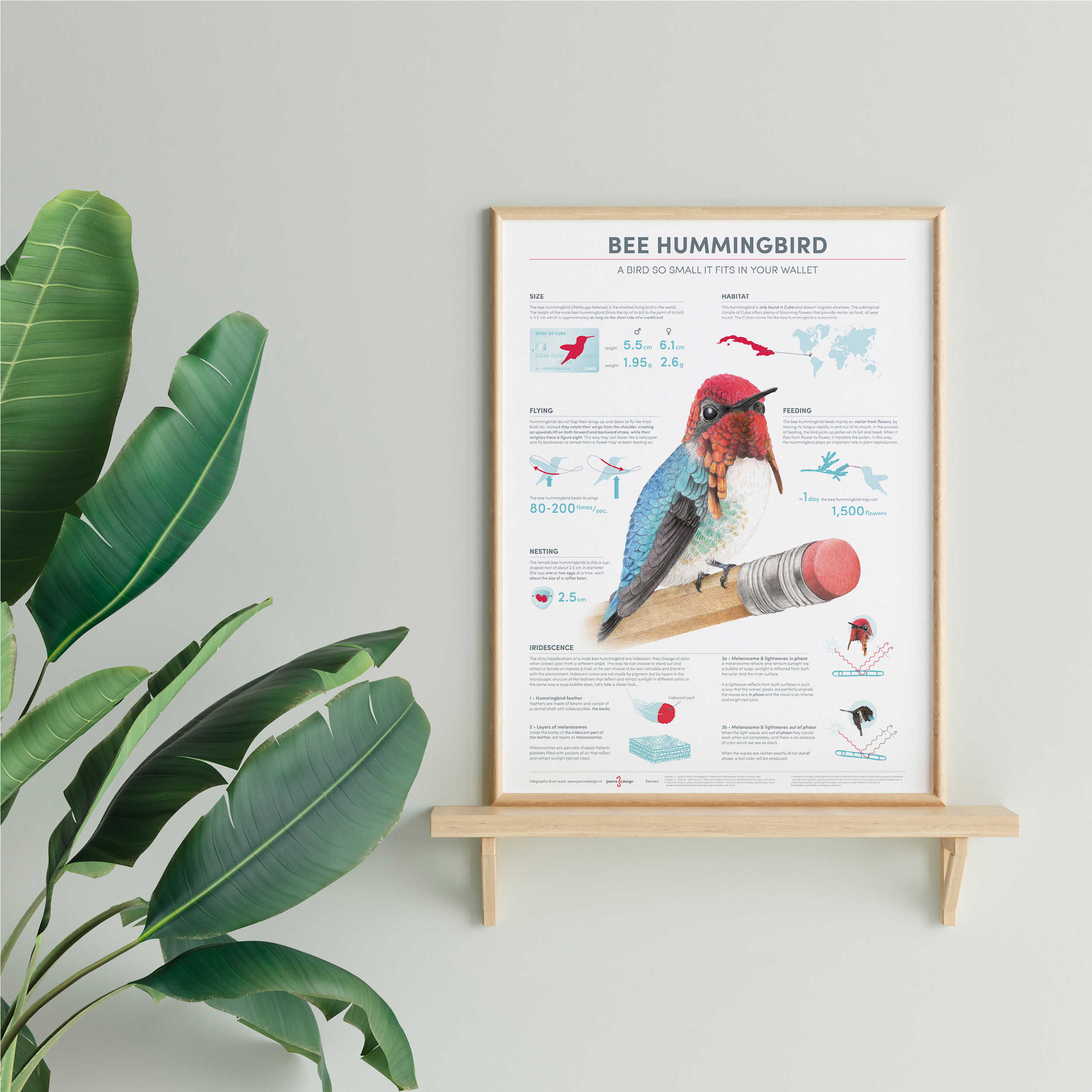 Bee Hummingbird infographic poster